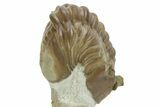 Bargain, Fossil Asaphus Expansus Trilobite - Russia #363103-3